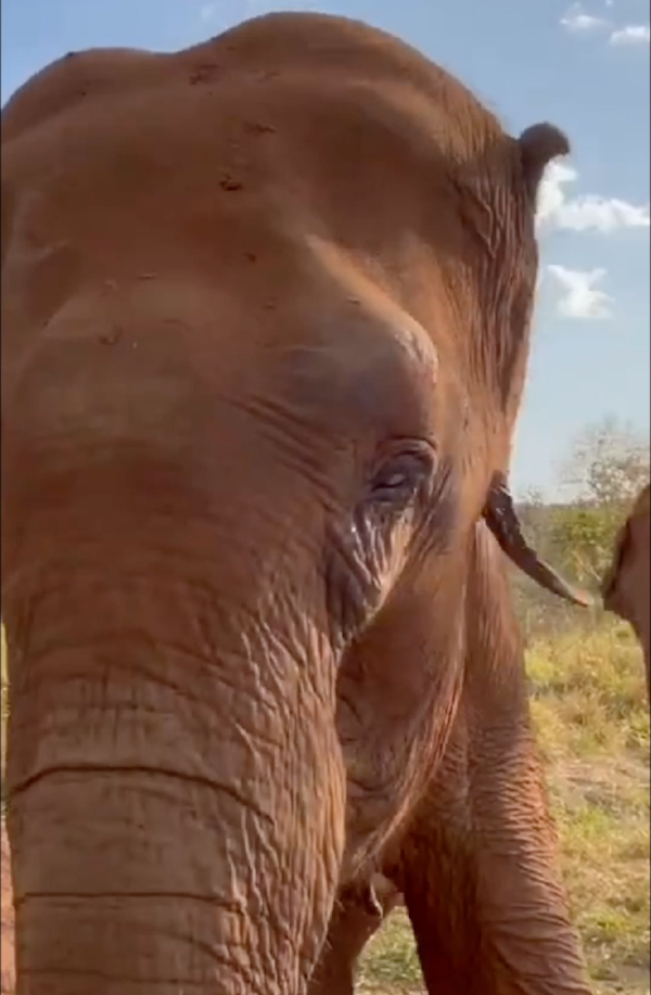 Asian elephant Mara makes vocalizations